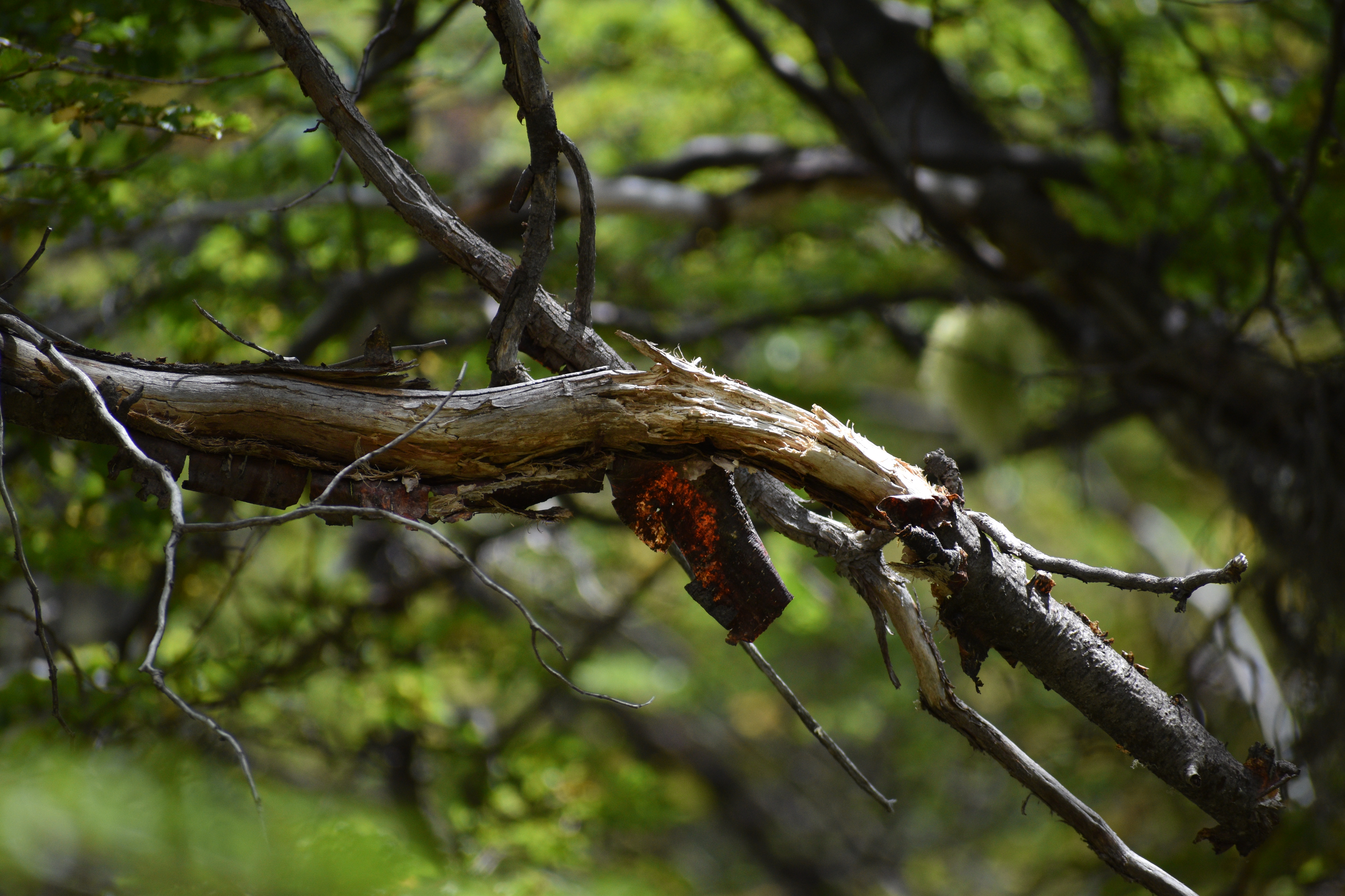 Bosque en sendero